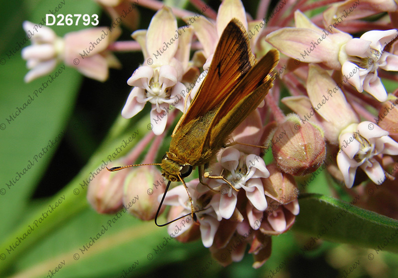 Delaware Skipper (Anatrytone logan)